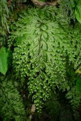 Hymenophyllum demissum. Frond showing sori arranged in pairs.
 Image: L.R. Perrie © Leon Perrie 2014 CC BY-NC 3.0 NZ